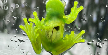 Shattering the glass frog ceiling
