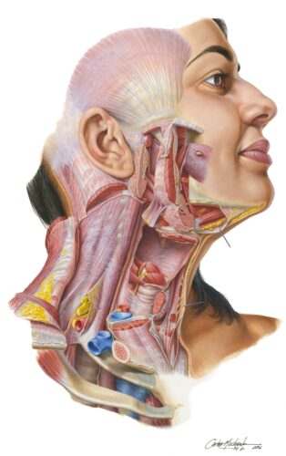 Finished plate in the Netter Atlas