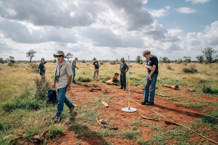 People examining elephant carcasses. 