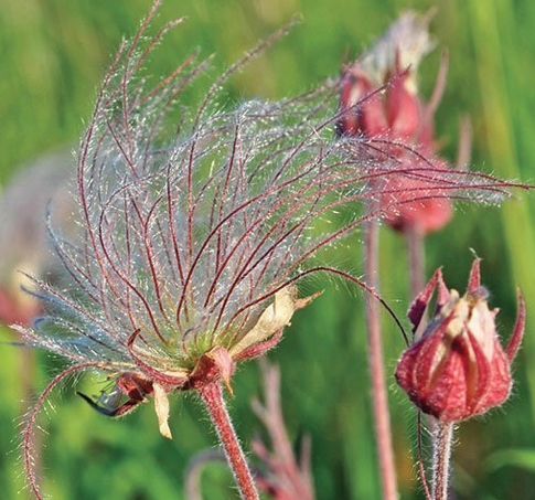 Prairie Smoke - prairie story flower