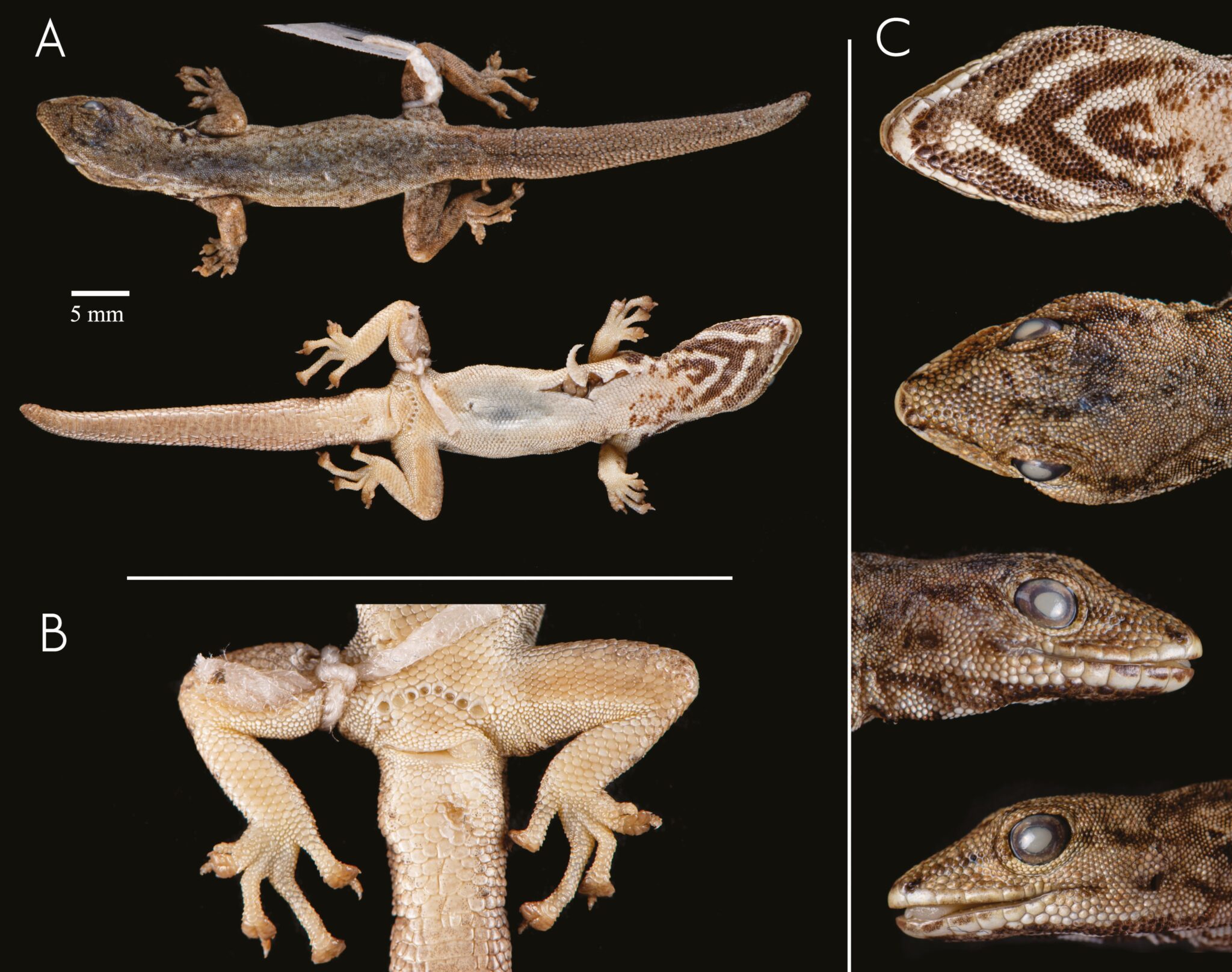 New species of gecko named for biological sciences professor ...