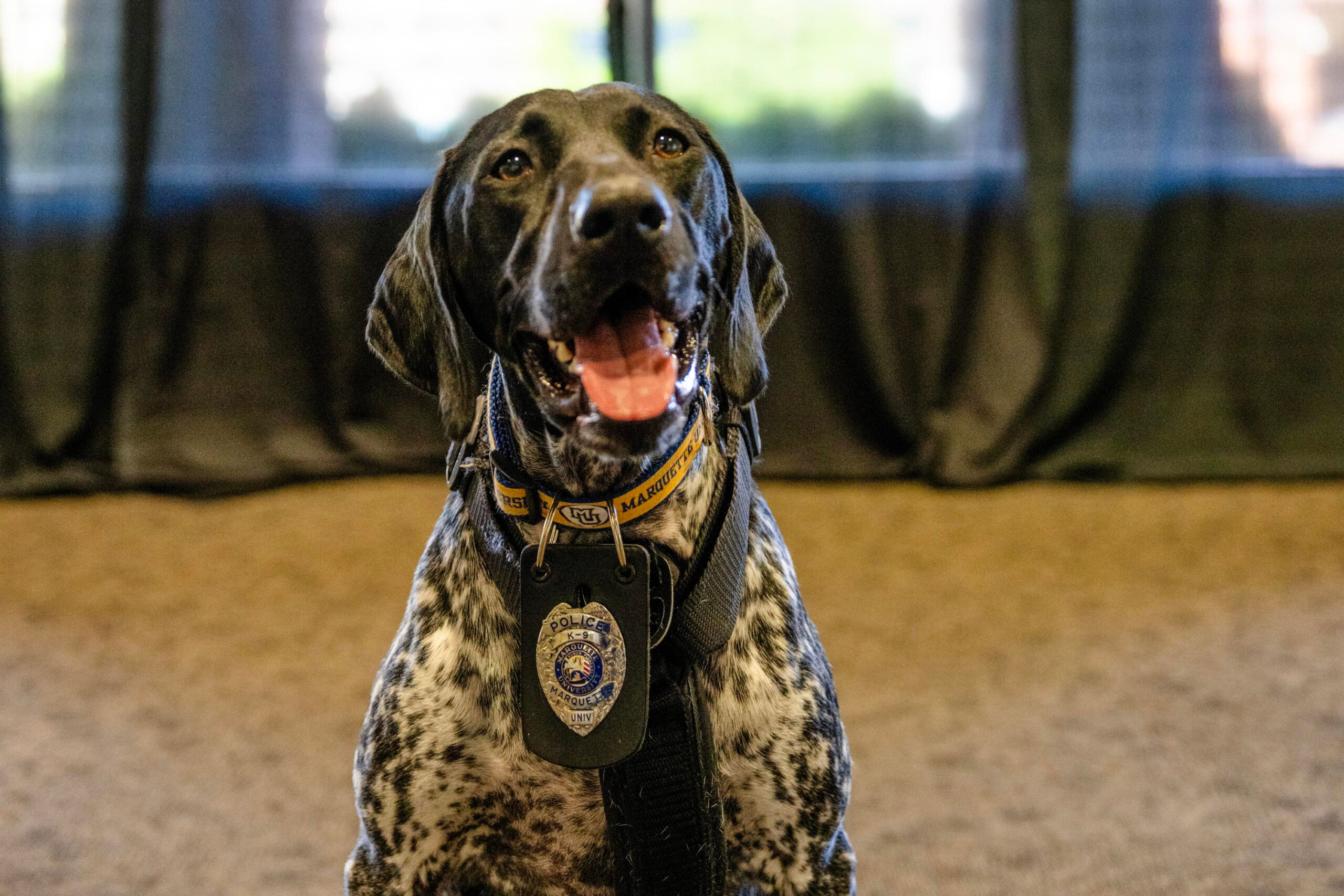 10 things you should know about Blue, the Marquette University police service dog