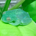 A frog resks on a leaf.