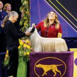 Westminster dog show