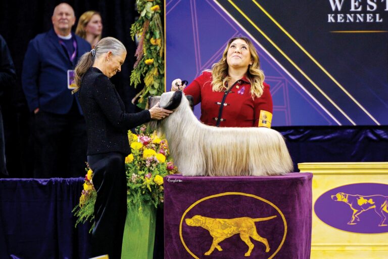 Westminster dog show